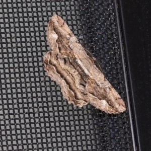 Scioglyptis lyciaria at Higgins, ACT - 18 Mar 2021 10:28 PM