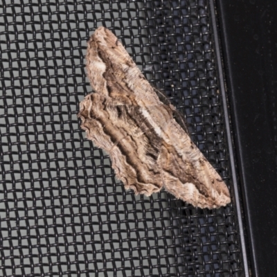 Scioglyptis lyciaria (White-patch Bark Moth) at Higgins, ACT - 18 Mar 2021 by AlisonMilton