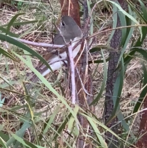 Pachycephala pectoralis at Murrumbateman, NSW - 21 Mar 2021
