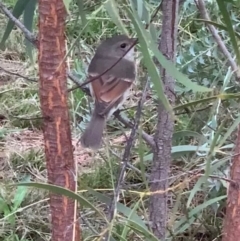 Pachycephala pectoralis at Murrumbateman, NSW - 21 Mar 2021