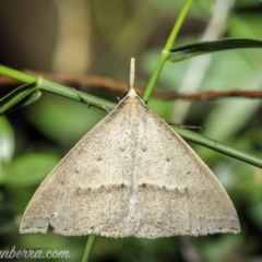 Epidesmia hypenaria (Long-nosed Epidesmia) at Hughes, ACT - 22 Nov 2020 by BIrdsinCanberra