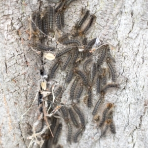 Leptocneria reducta at Higgins, ACT - 20 Mar 2021