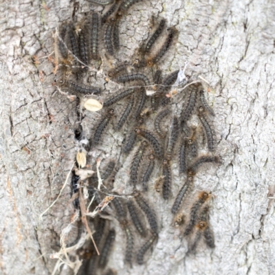 White Cedar Moth caterpillar - Leptocneria reducta