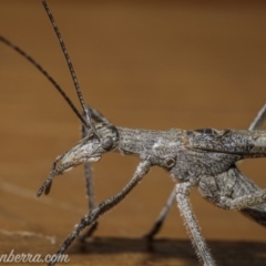 Zaprochilus australis (Twig-mimic katydid) at Hughes, ACT - 21 Nov 2020 by JonSteinbeck