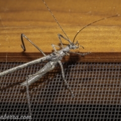 Zaprochilus australis at Hughes, ACT - 21 Nov 2020 09:46 AM