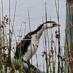 Microcarbo melanoleucos (Little Pied Cormorant) at Mawson Ponds - 20 Mar 2021 by Mike
