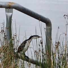 Microcarbo melanoleucos at Mawson, ACT - 20 Mar 2021