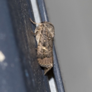 Proteuxoa bistrigula at Higgins, ACT - 18 Mar 2021 10:31 PM