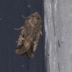 Proteuxoa bistrigula at Higgins, ACT - 18 Mar 2021 10:31 PM