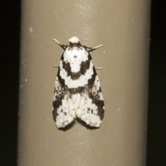 Erechthias (genus) (A Clothes moth (Tinedae)) at Acton, ACT - 16 Mar 2021 by AlisonMilton