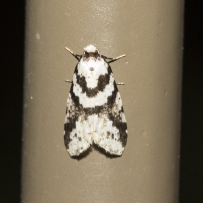 Unidentified Noctuoid moths (except Arctiinae) at Acton, ACT - 16 Mar 2021 by AlisonMilton