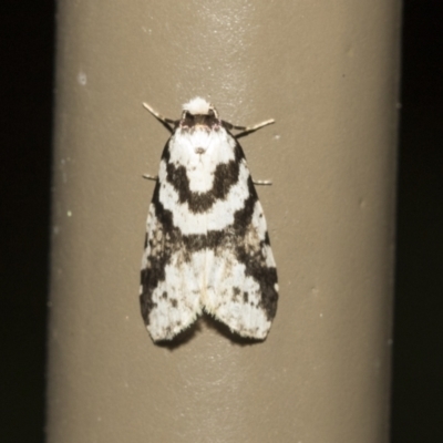 Erechthias (genus) (A Clothes moth (Tinedae)) at Acton, ACT - 16 Mar 2021 by AlisonMilton