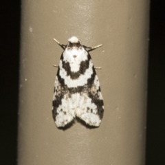 Unidentified Noctuoid moth (except Arctiinae) at Acton, ACT - 16 Mar 2021 by AlisonMilton