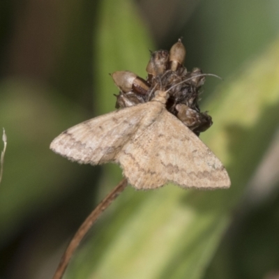 Scopula rubraria (Reddish Wave, Plantain Moth) at Hawker, ACT - 16 Mar 2021 by AlisonMilton