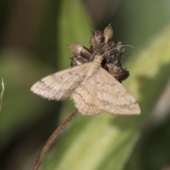 Scopula rubraria (Plantain Moth) at Hawker, ACT - 15 Mar 2021 by AlisonMilton