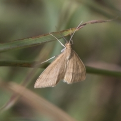 Scopula rubraria (Reddish Wave, Plantain Moth) at Hawker, ACT - 16 Mar 2021 by AlisonMilton