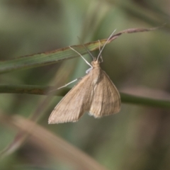 Scopula rubraria (Reddish Wave, Plantain Moth) at Hawker, ACT - 15 Mar 2021 by AlisonMilton