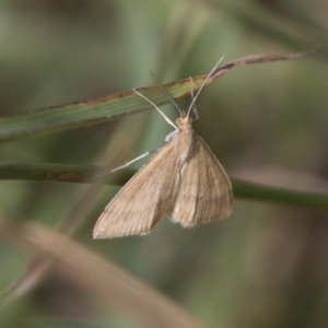 Scopula rubraria at Hawker, ACT - 16 Mar 2021 10:44 AM