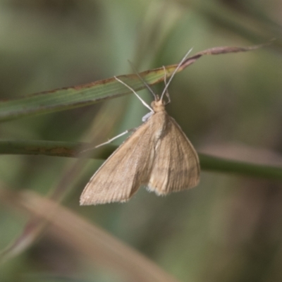 Scopula rubraria (Reddish Wave, Plantain Moth) at Hawker, ACT - 16 Mar 2021 by AlisonMilton