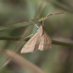 Scopula rubraria (Plantain Moth) at Hawker, ACT - 15 Mar 2021 by AlisonMilton