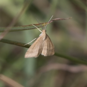 Scopula rubraria at Hawker, ACT - 16 Mar 2021 10:44 AM