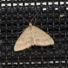 Scopula rubraria (Reddish Wave, Plantain Moth) at Higgins, ACT - 18 Mar 2021 by AlisonMilton