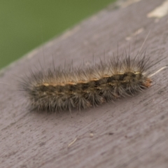 Ardices canescens (Dark-spotted Tiger Moth) at Acton, ACT - 16 Mar 2021 by AlisonMilton