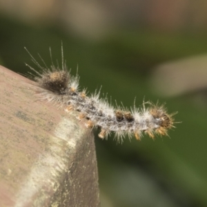 Lepidoptera unclassified IMMATURE moth at Acton, ACT - 16 Mar 2021