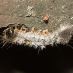 Lepidoptera unclassified IMMATURE moth at Acton, ACT - 16 Mar 2021