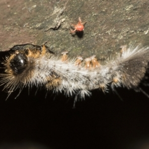 Lepidoptera unclassified IMMATURE moth at Acton, ACT - 16 Mar 2021