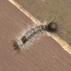 Lepidoptera unclassified IMMATURE at Acton, ACT - 16 Mar 2021 02:18 PM