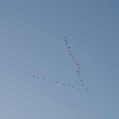 Threskiornis spinicollis (Straw-necked Ibis) at Lake Burley Griffin West - 6 Mar 2021 by Mike