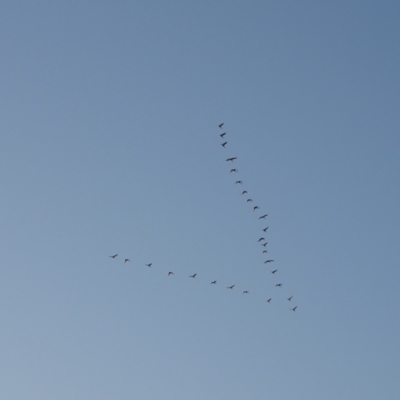 Threskiornis spinicollis (Straw-necked Ibis) at Acton, ACT - 7 Mar 2021 by Mike