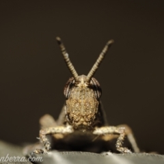 Goniaea opomaloides (Mimetic Gumleaf Grasshopper) at Hughes, ACT - 25 Dec 2020 by BIrdsinCanberra