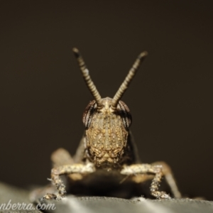 Goniaea opomaloides at Hughes, ACT - 25 Dec 2020