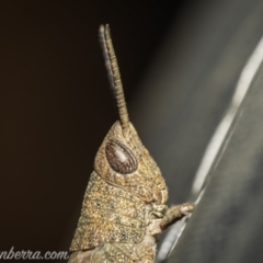 Goniaea opomaloides at Hughes, ACT - 25 Dec 2020