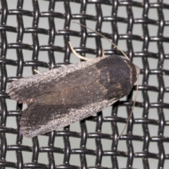 Proteuxoa sp. (21) (MoV, Part 9) (A Noctuid moth (Acronictinae)) at Higgins, ACT - 18 Mar 2021 by AlisonMilton