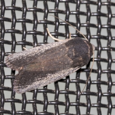 Proteuxoa sp. (21) (MoV, Part 9) (A Noctuid moth (Acronictinae)) at Higgins, ACT - 18 Mar 2021 by AlisonMilton