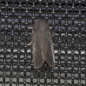 Proteuxoa unidentified species (MoV sp.21) at Higgins, ACT - 18 Mar 2021