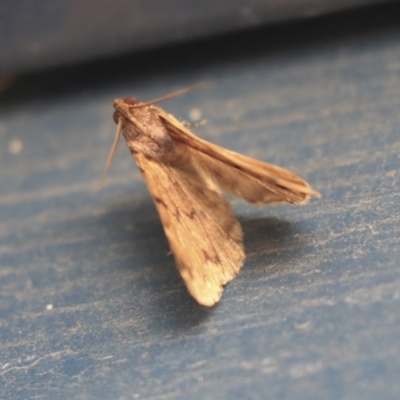 Unverified Moth (Lepidoptera) at Higgins, ACT - 7 Apr 2020 by AlisonMilton