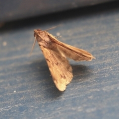 Unidentified Moth (Lepidoptera) (TBC) at Higgins, ACT - 6 Apr 2020 by AlisonMilton