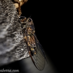 Yoyetta robertsonae (Clicking Ambertail) at Hughes, ACT - 27 Dec 2020 by BIrdsinCanberra