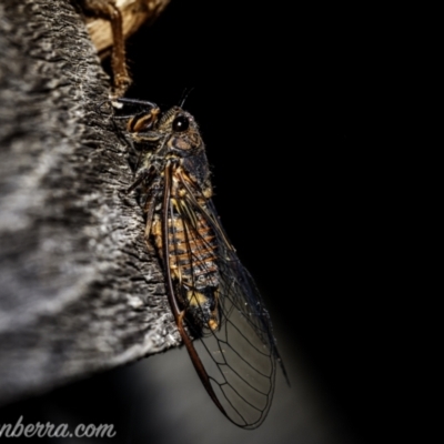 Yoyetta robertsonae (Clicking Ambertail) at Hughes, ACT - 26 Dec 2020 by BIrdsinCanberra