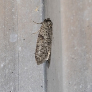 Lepidoscia (genus) ADULT at Higgins, ACT - 18 Mar 2021