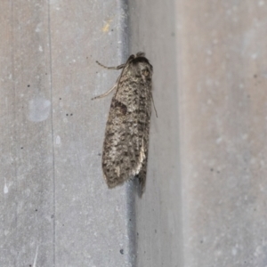 Lepidoscia (genus) ADULT at Higgins, ACT - 18 Mar 2021 08:14 PM