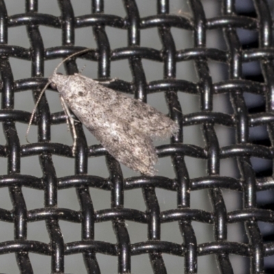 Heteromicta pachytera (Galleriinae subfamily moth) at Higgins, ACT - 18 Mar 2021 by AlisonMilton