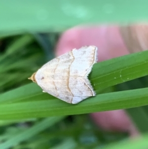 Meranda susialis at Murrumbateman, NSW - 23 Feb 2021