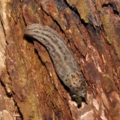 Limax maximus (Leopard Slug, Great Grey Slug) at Acton, ACT - 21 Mar 2021 by TimL