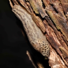 Limax maximus at Acton, ACT - 21 Mar 2021 01:10 PM