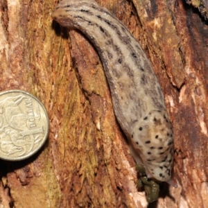 Limax maximus at Acton, ACT - 21 Mar 2021 01:10 PM